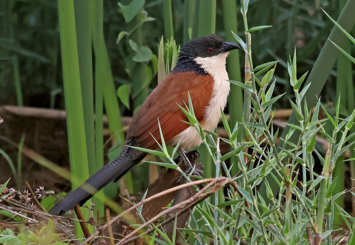 セネガルバンケン - ML643469076