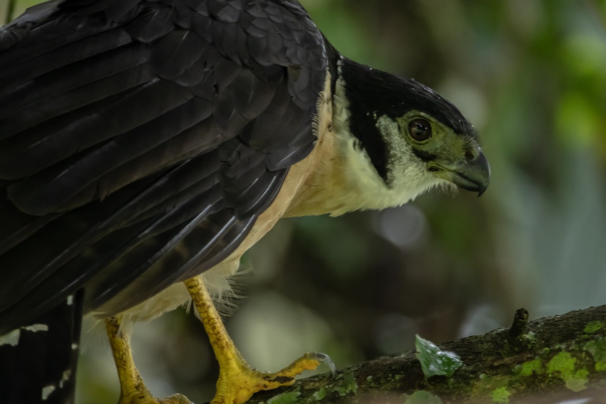 Collared Forest-Falcon - ML643469077