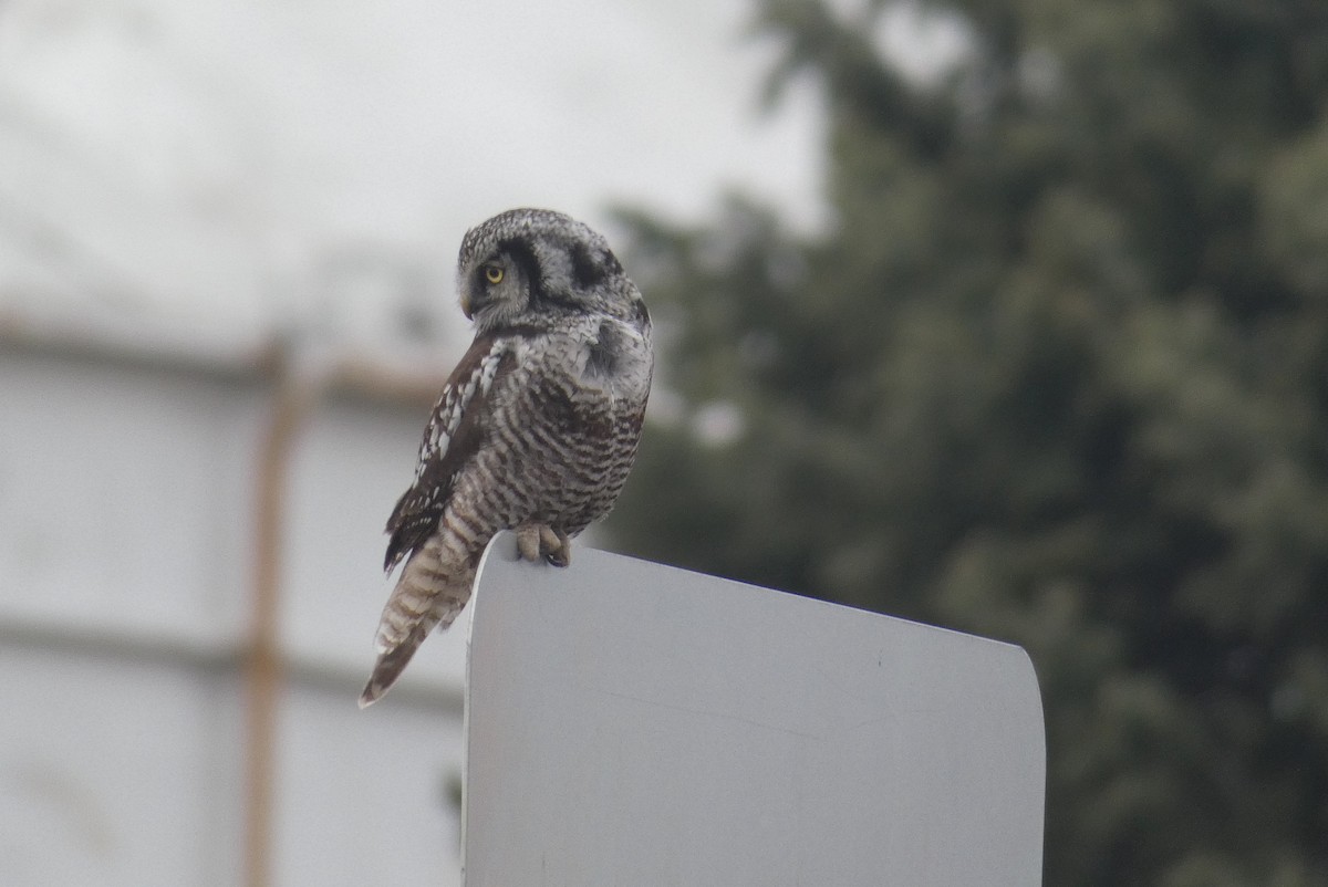 Northern Hawk Owl - ML643469089