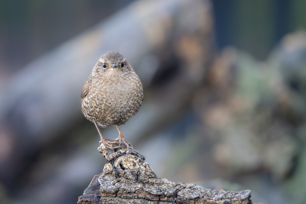 Winter Wren - ML643469091