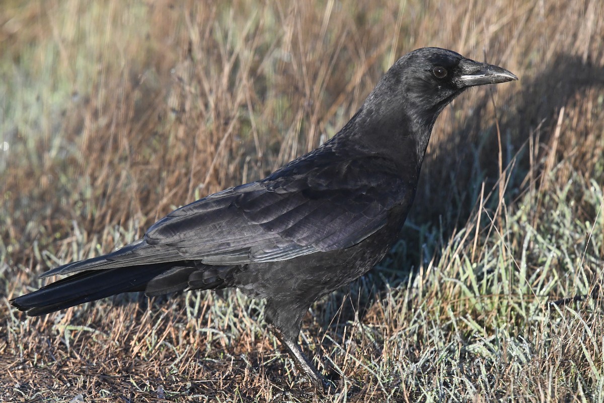 アメリカガラス - ML643469099