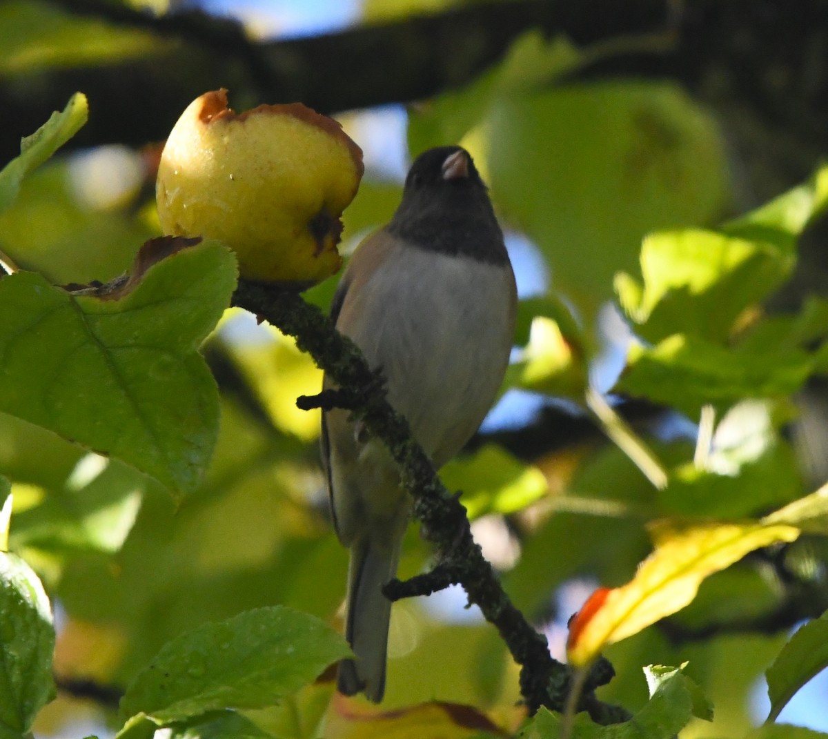 Dark-eyed Junco - ML643469110