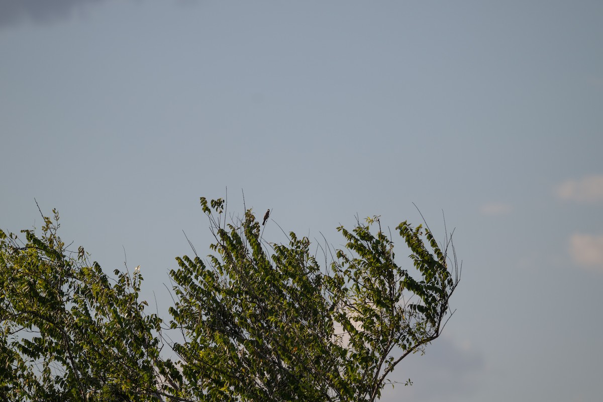 Blue Grosbeak - ML643469111
