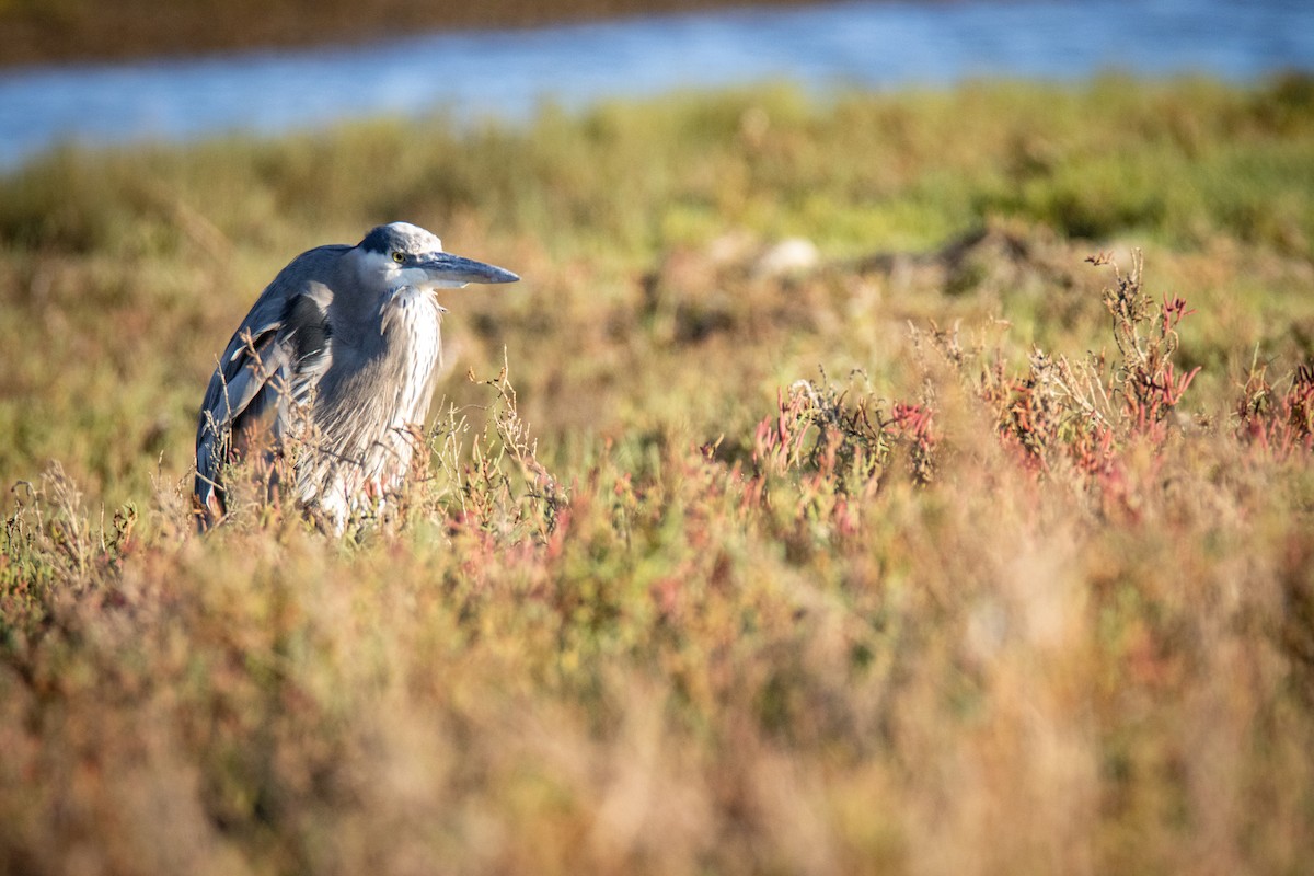 Great Blue Heron - ML643469117
