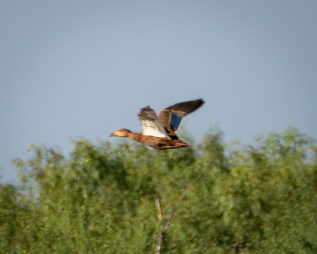 Mottled Duck - ML643469121