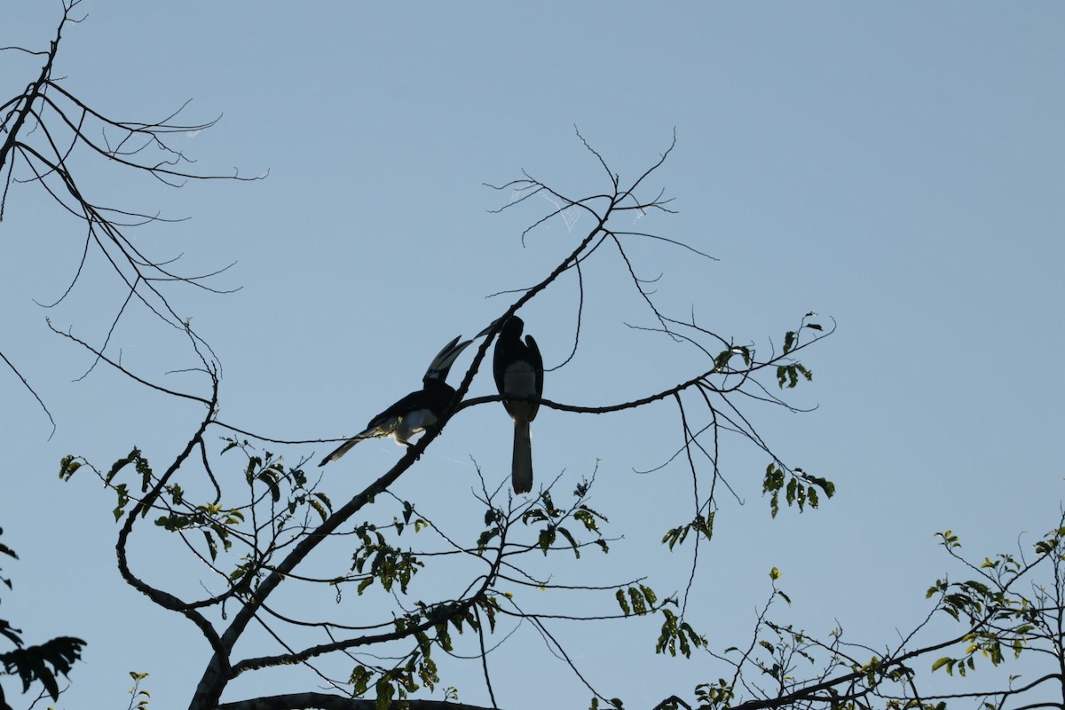 Oriental Pied-Hornbill - ML643469127