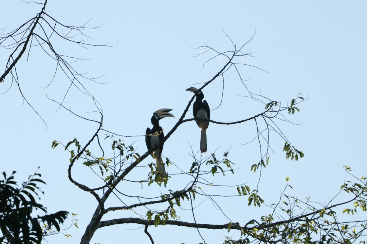 Oriental Pied-Hornbill - ML643469128