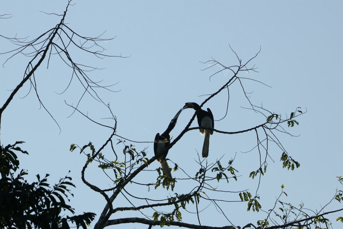 Oriental Pied-Hornbill - ML643469129