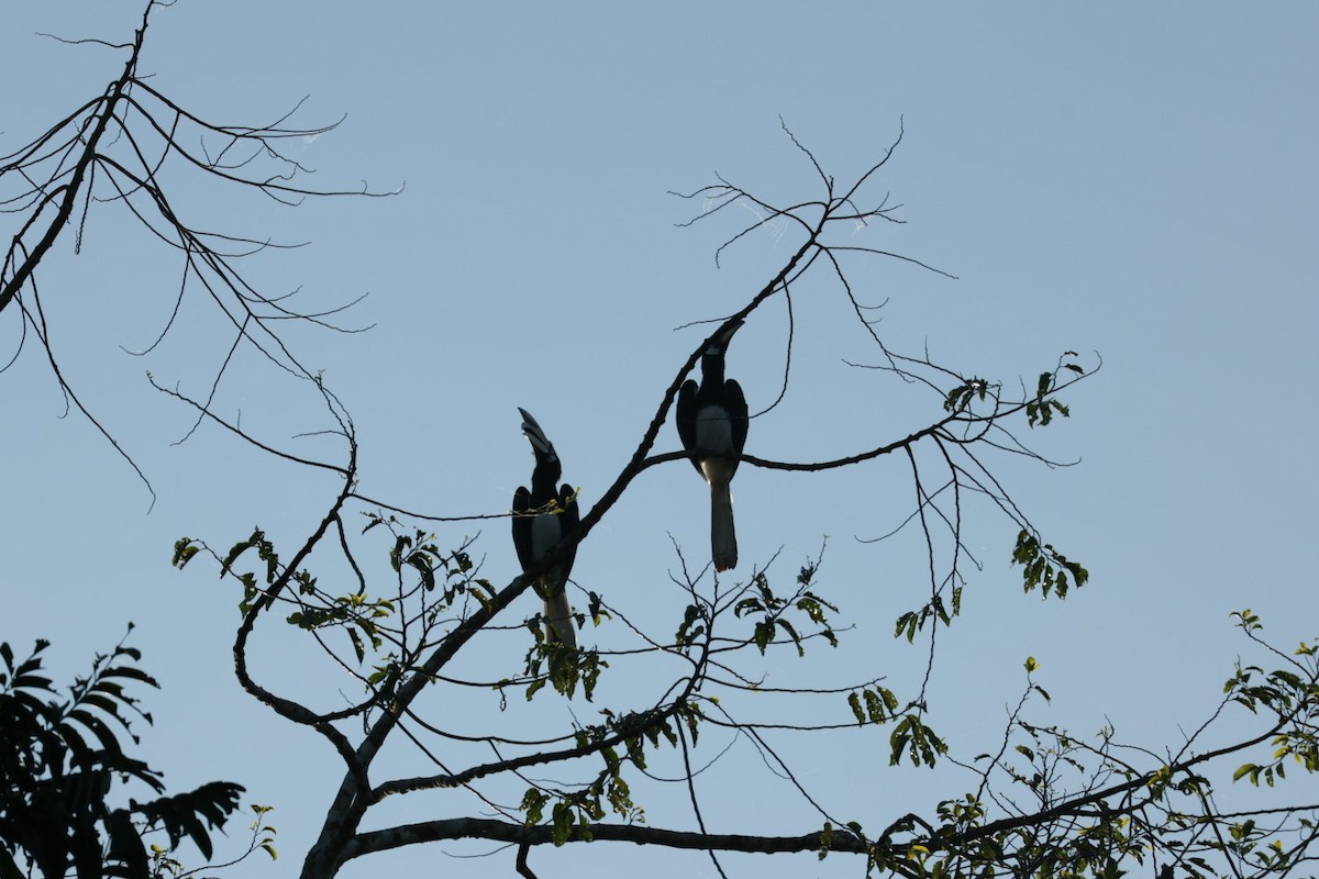 Oriental Pied-Hornbill - ML643469130