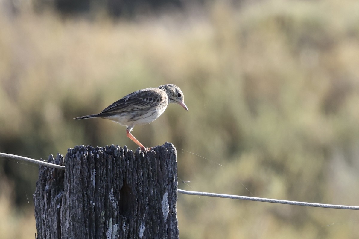 Australian Pipit - ML643469131