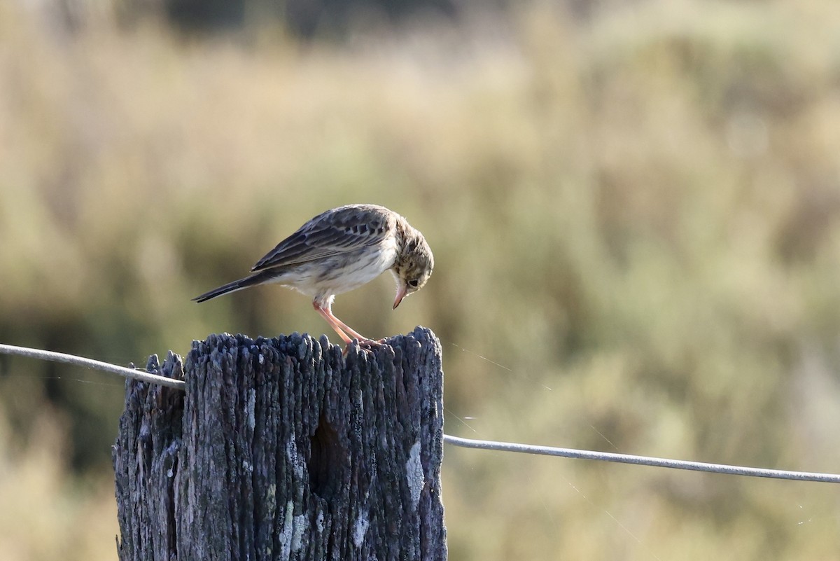 Australian Pipit - ML643469132