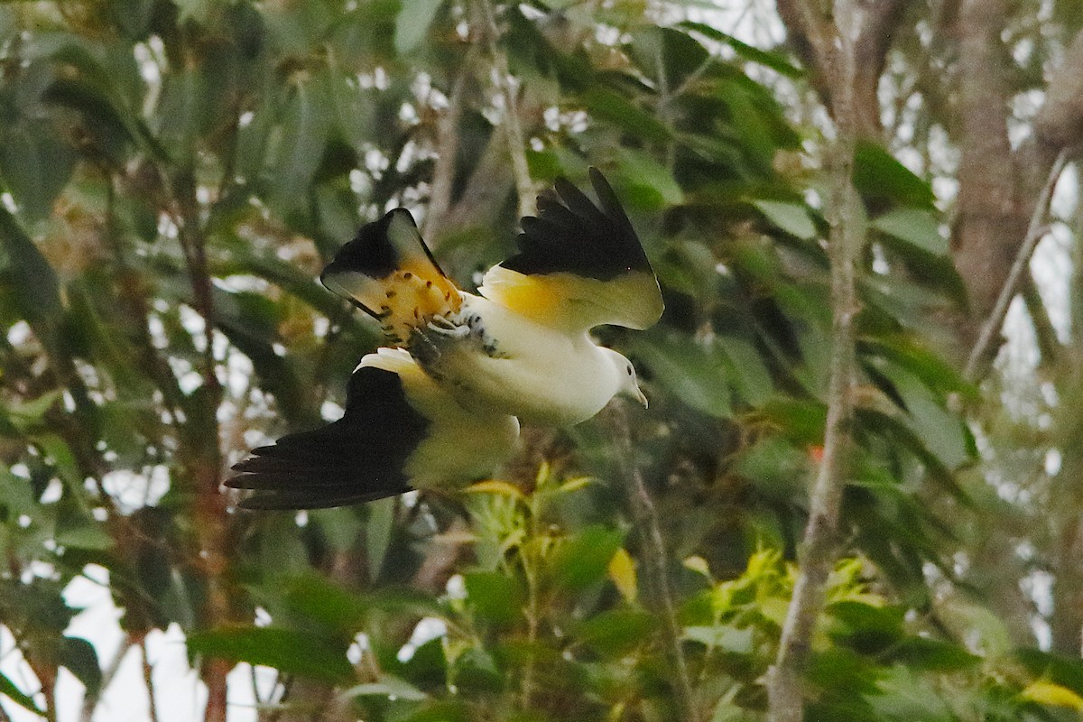 Torresian Imperial-Pigeon - ML643469134