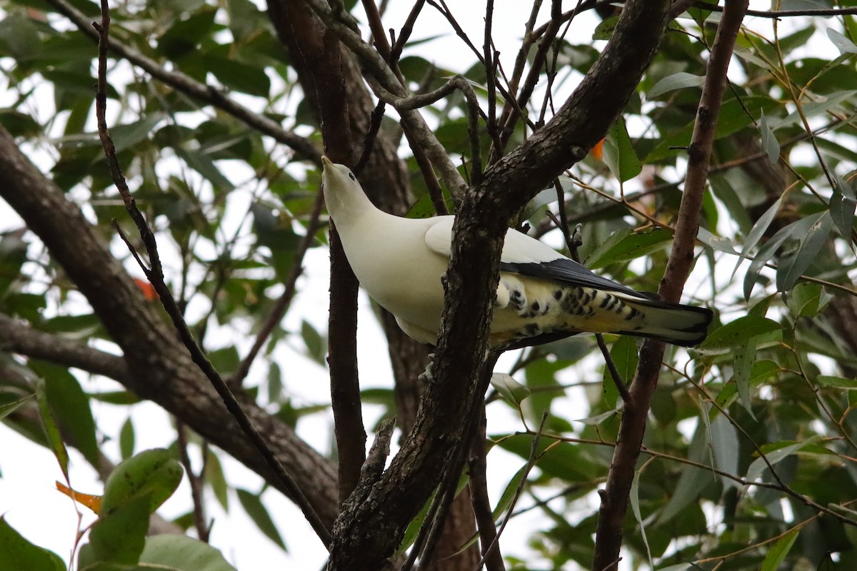 Torresian Imperial-Pigeon - ML643469135