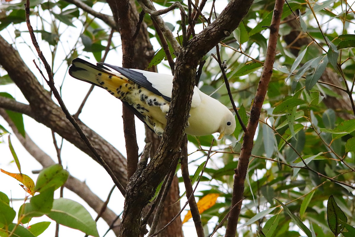 Torresian Imperial-Pigeon - ML643469136