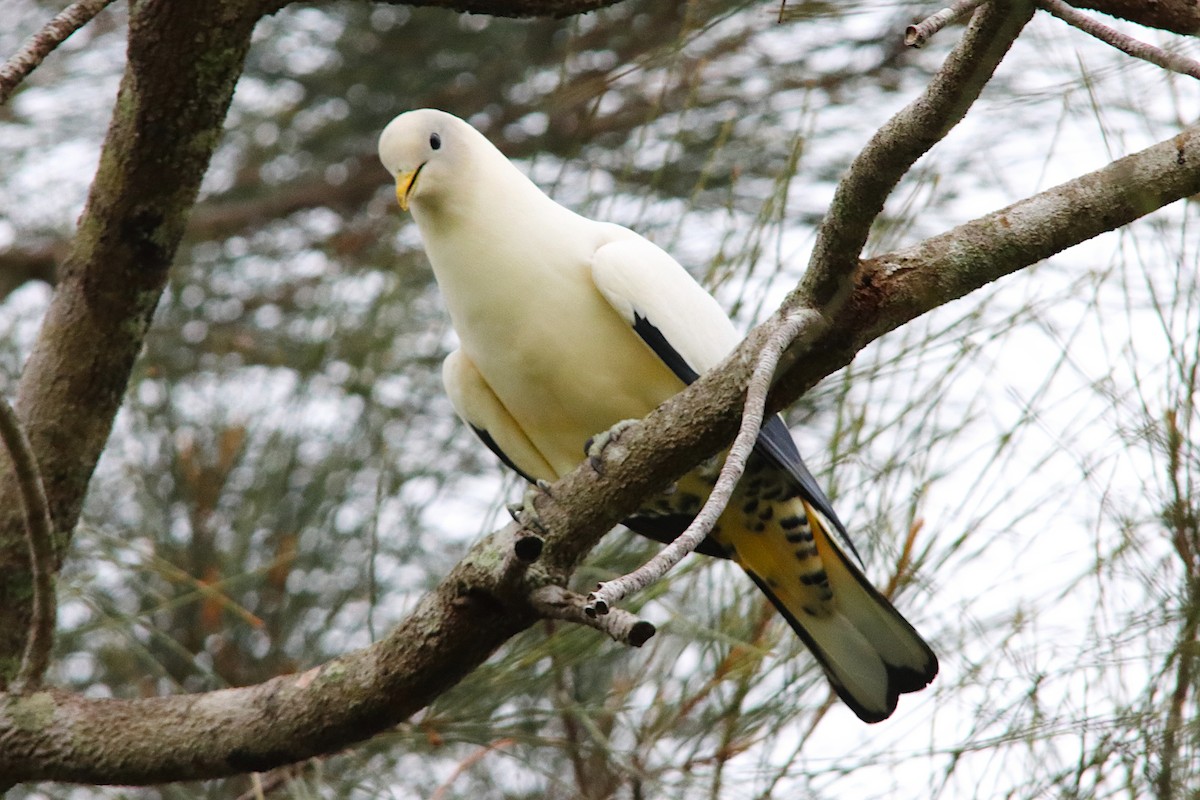 Torresian Imperial-Pigeon - ML643469139