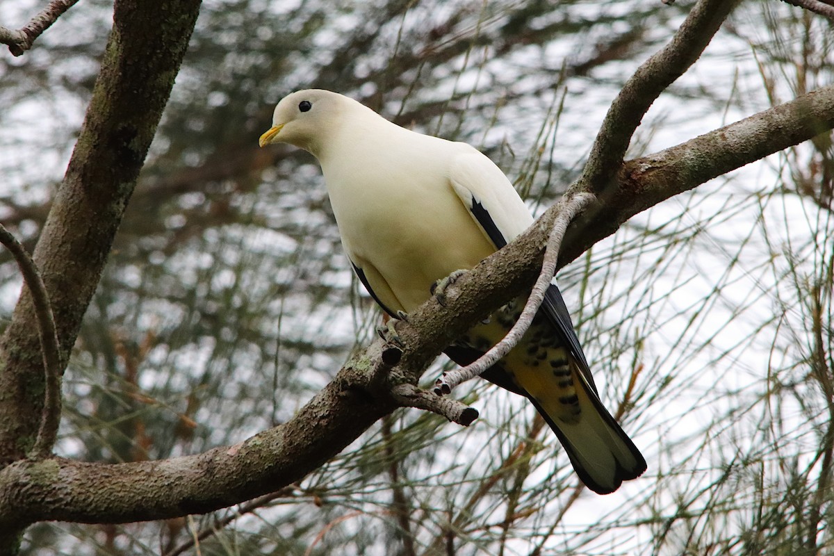 Torresian Imperial-Pigeon - ML643469140