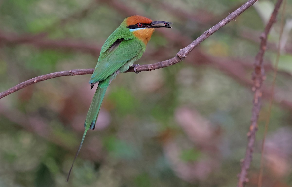 Böhm's Bee-eater - ML643469150