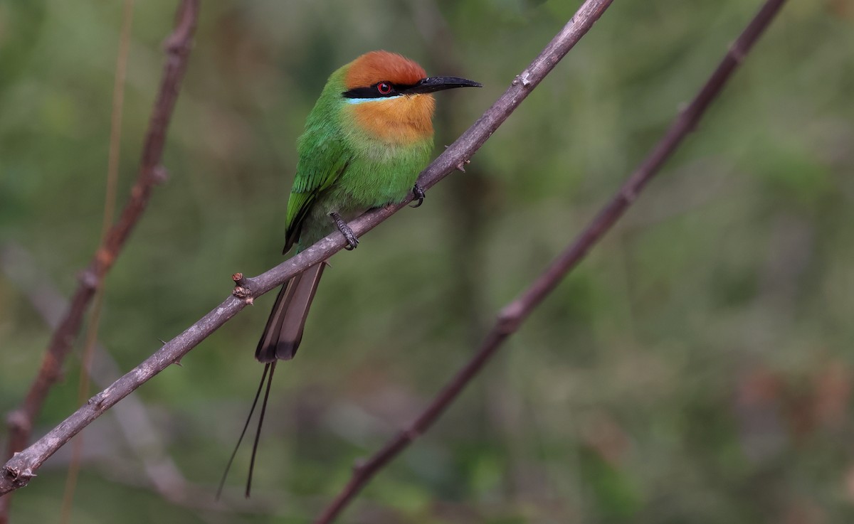 Böhm's Bee-eater - ML643469151