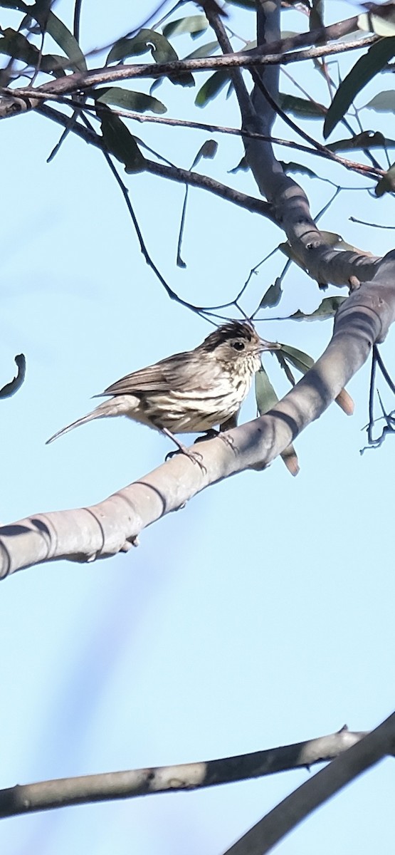 Speckled Warbler - ML643469159
