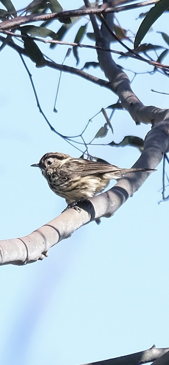 Speckled Warbler - ML643469160