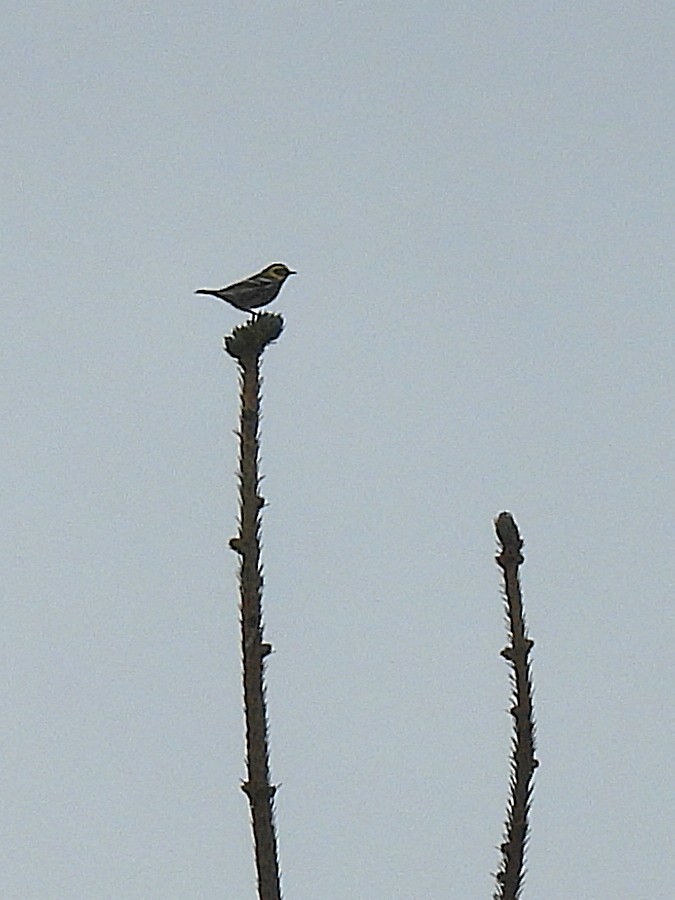 Townsend's Warbler - ML643469168