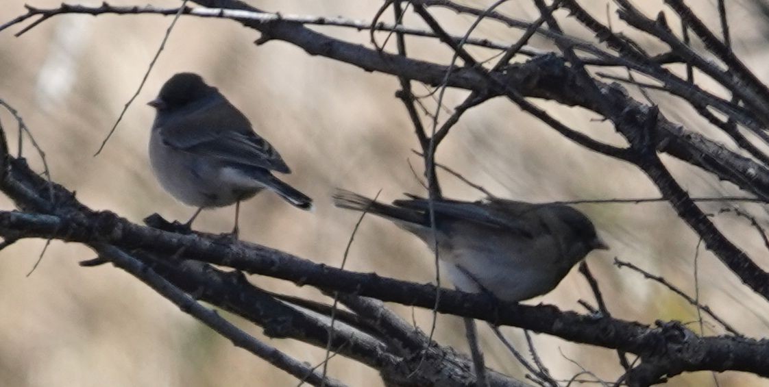 Dark-eyed Junco (Oregon) - ML643469171