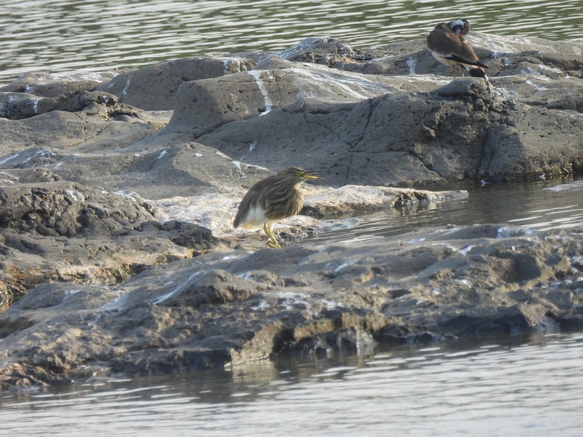 Indian Pond-Heron - ML643469172