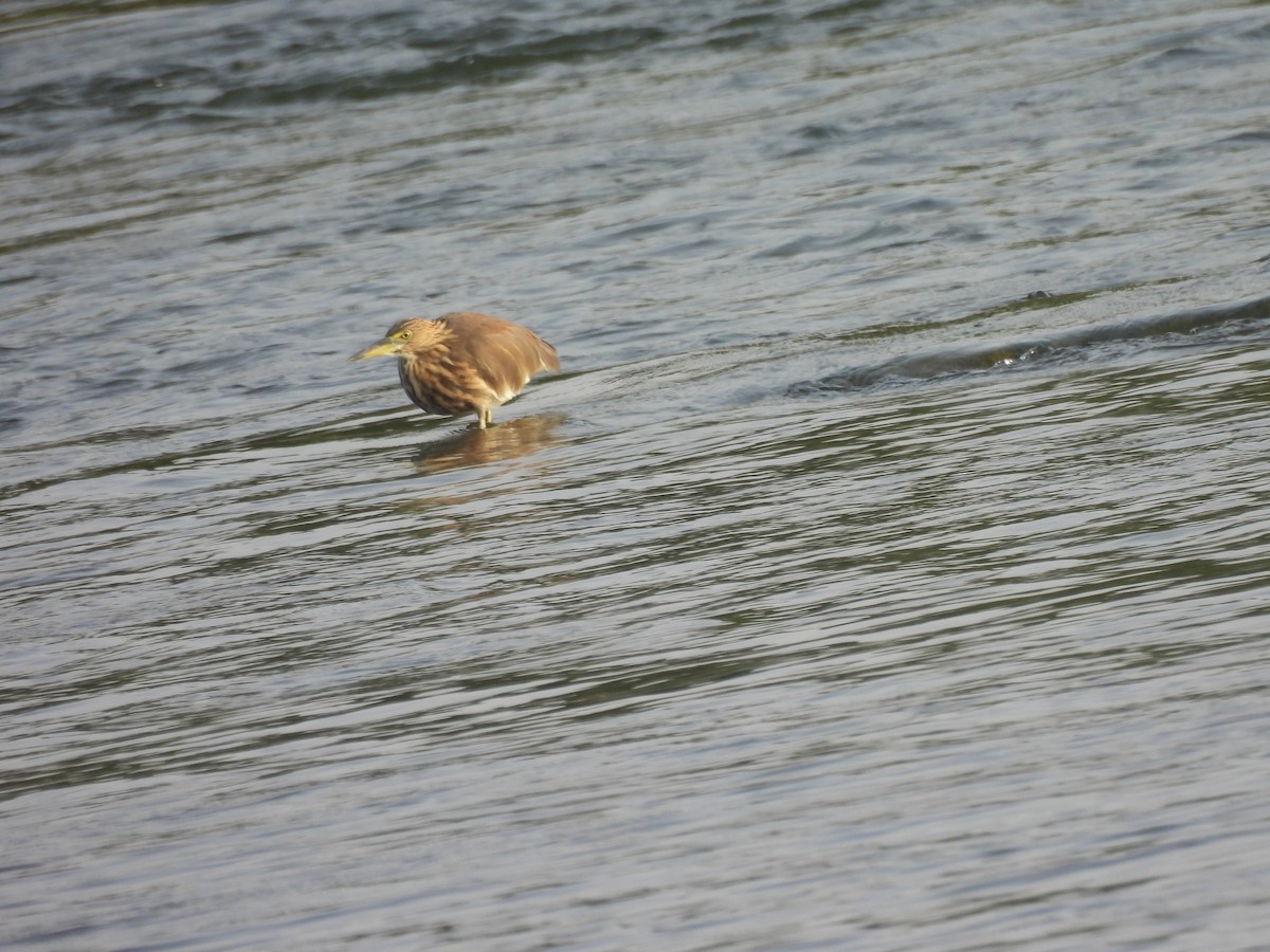Indian Pond-Heron - ML643469174