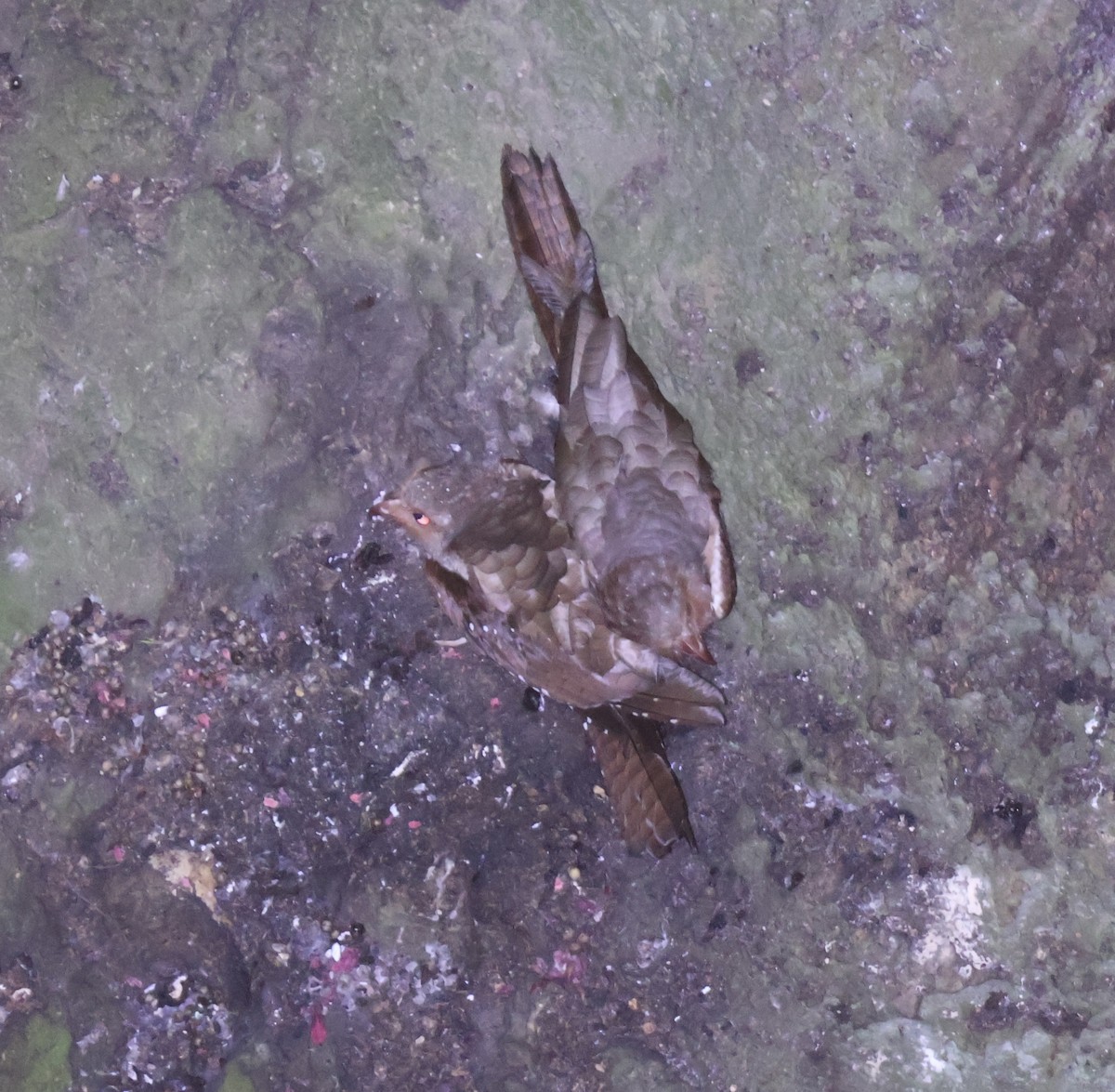 Oilbird - ML643469175