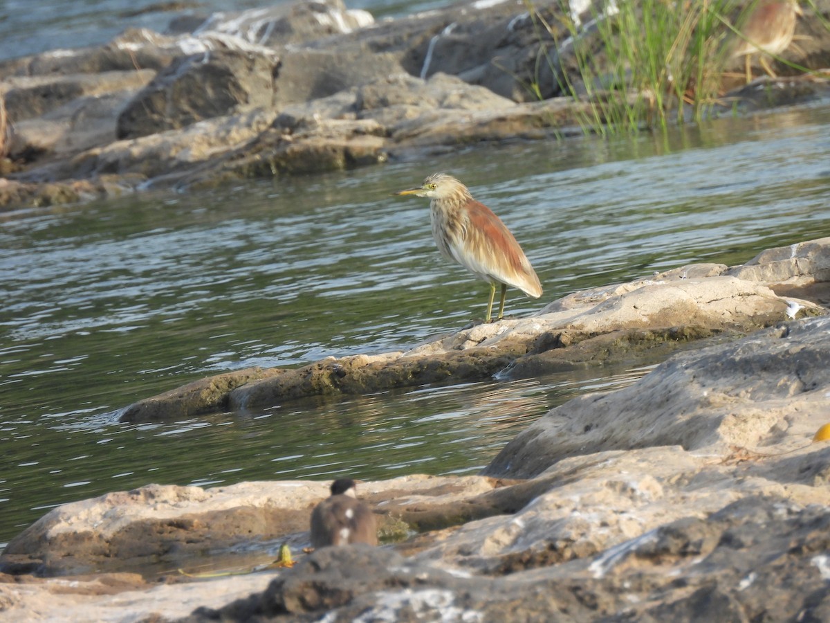 Indian Pond-Heron - ML643469182