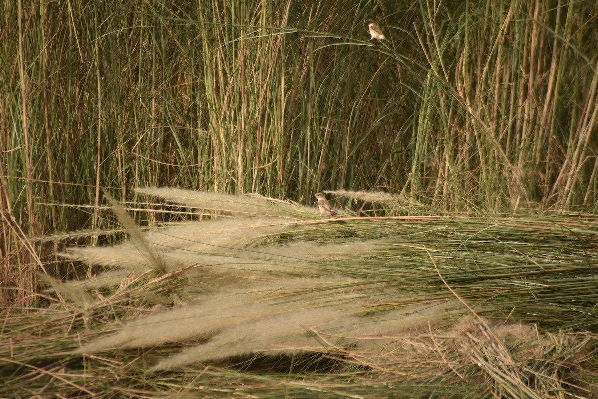Siberian Stonechat - ML643469185