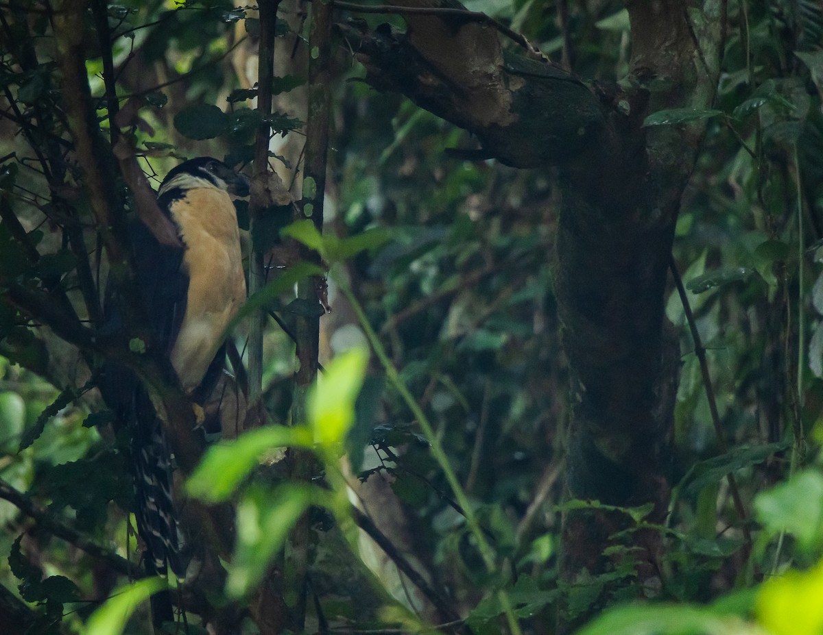 Collared Forest-Falcon - ML643469191