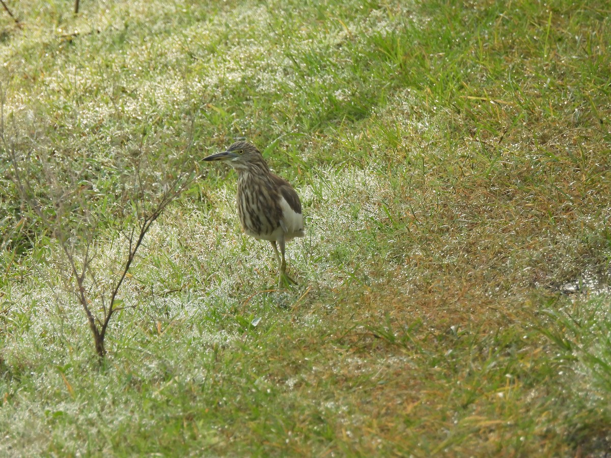 Indian Pond-Heron - ML643469196
