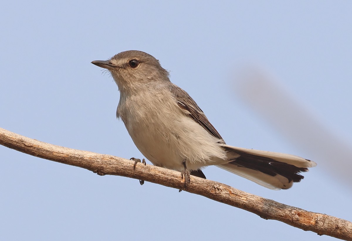 Gray Tit-Flycatcher - ML643469203