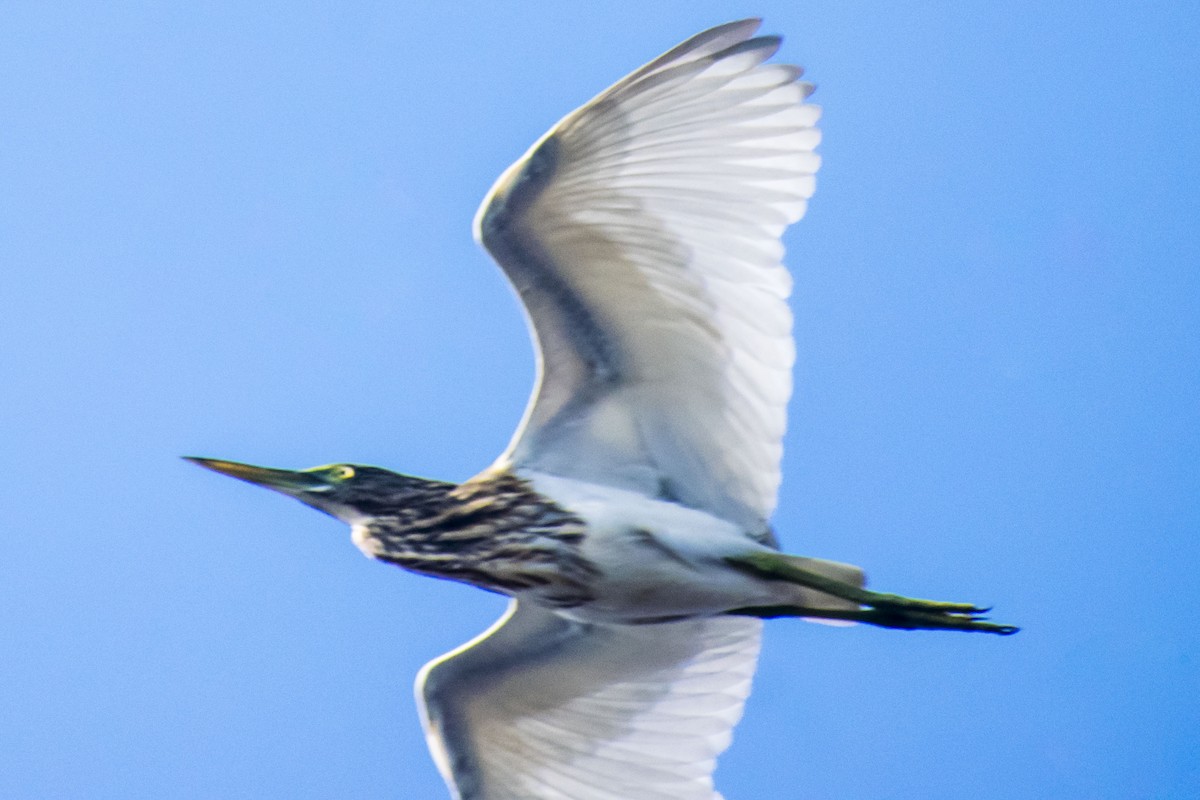 Indian Pond-Heron - ML643469216