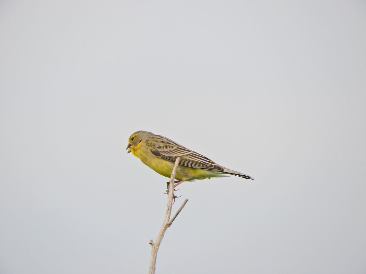 Grassland Yellow-Finch - ML643469218