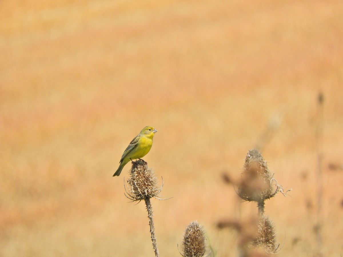 Grassland Yellow-Finch - ML643469219