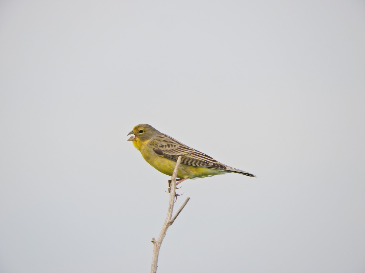 Grassland Yellow-Finch - ML643469221