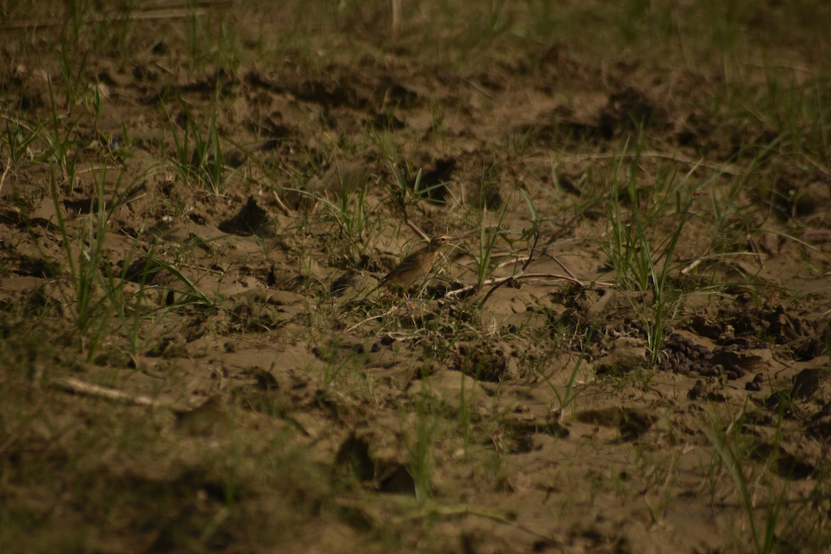 Paddyfield Pipit - ML643469253