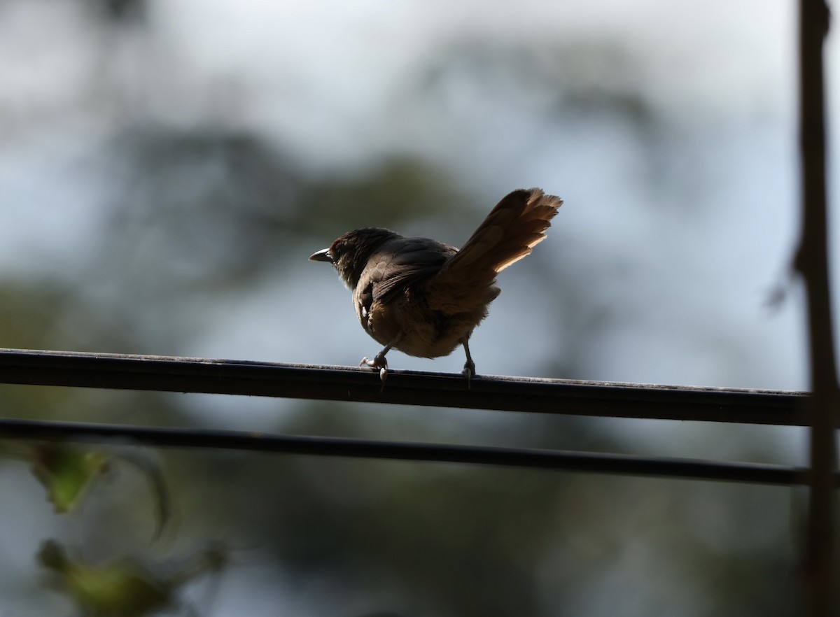 Rufous-fronted Thornbird - ML643469271