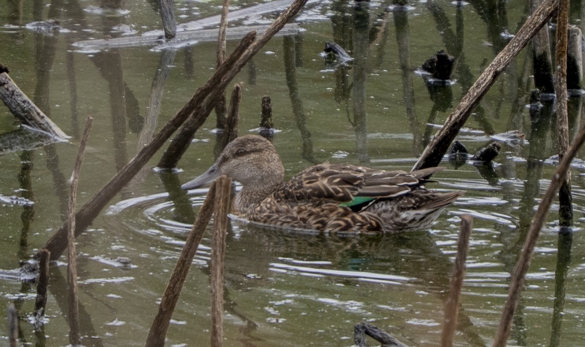 Green-winged Teal - ML643469280