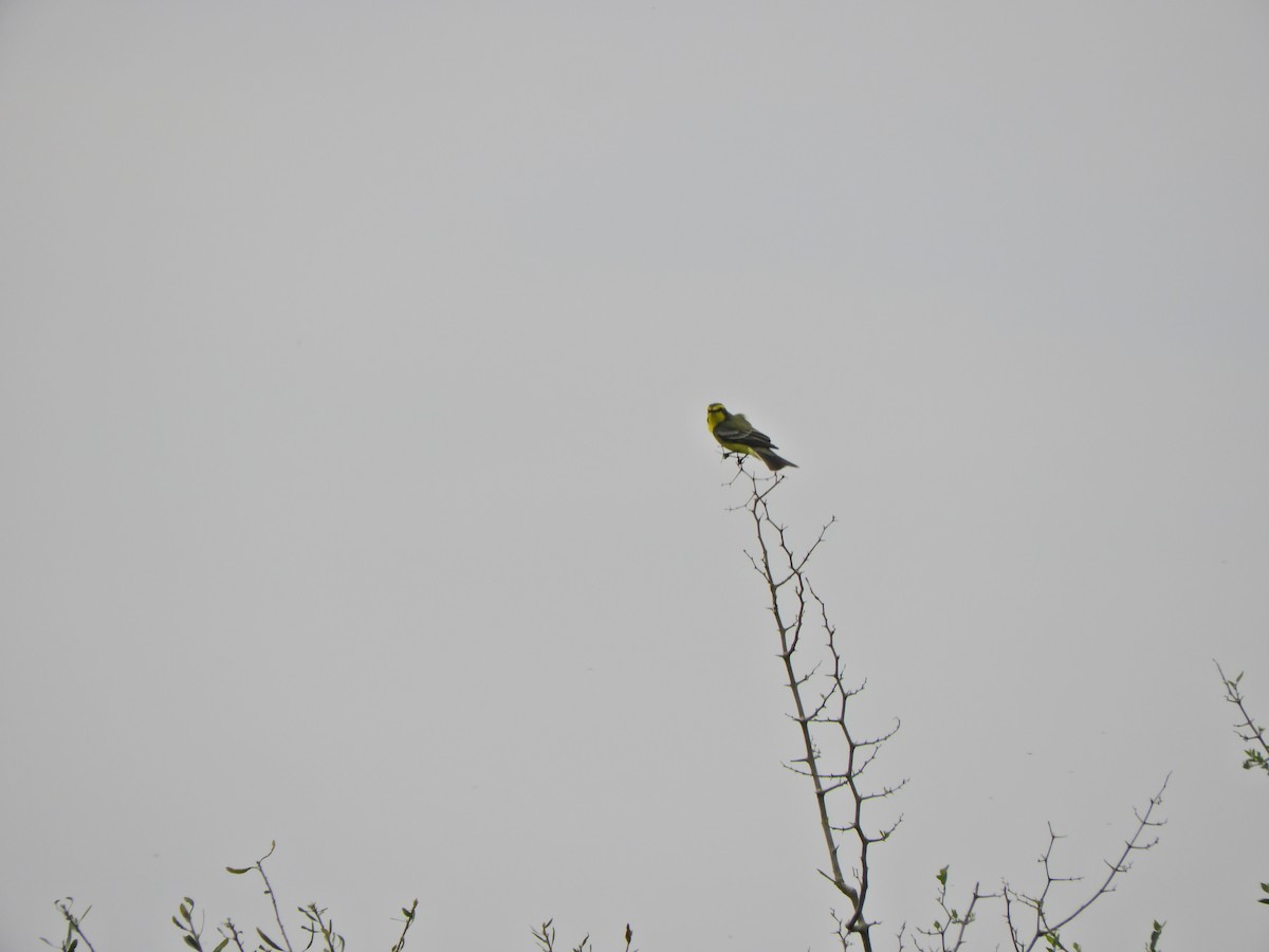 Yellow-browed Tyrant - ML643469296