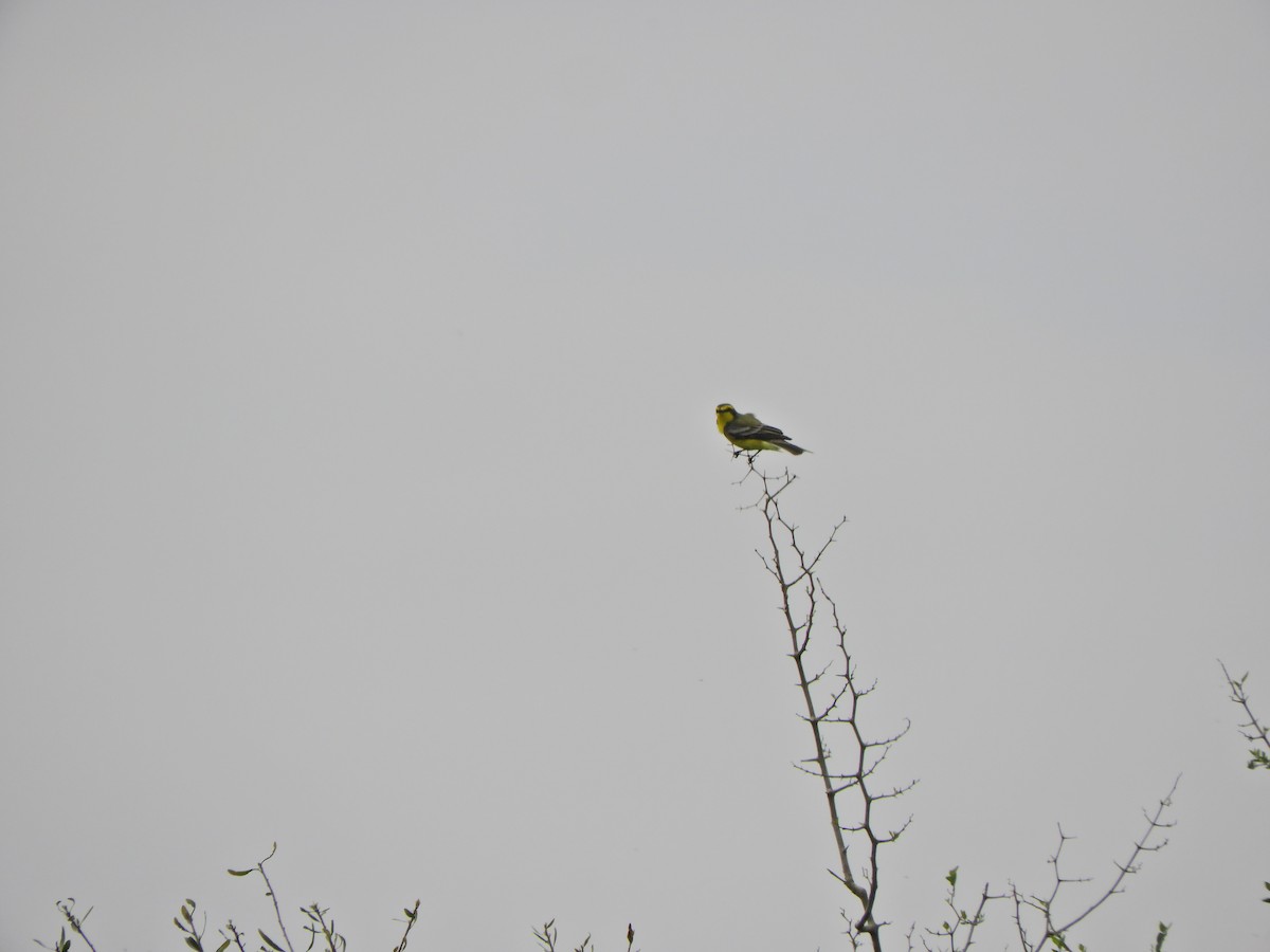 Yellow-browed Tyrant - ML643469297