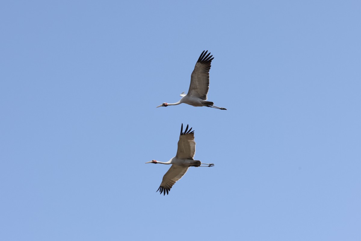 Brolga - ML643469333