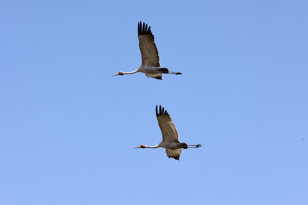 Brolga - ML643469334