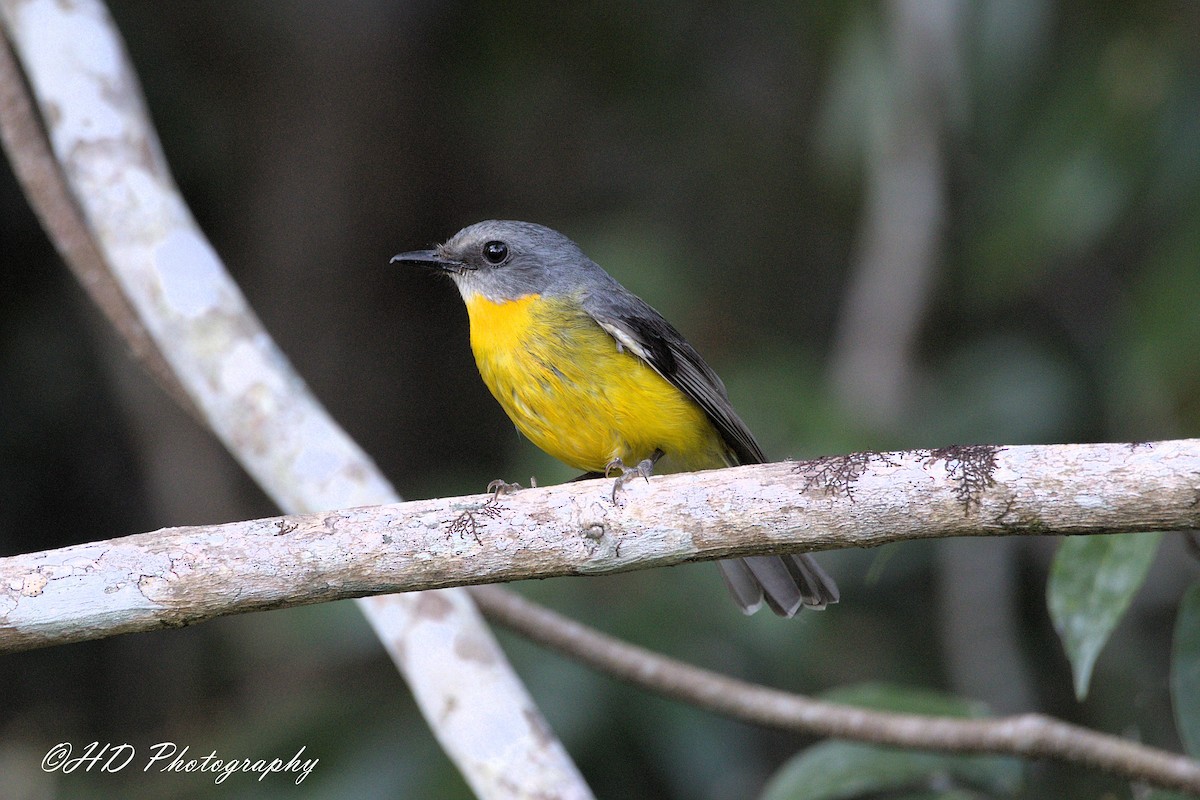 Eastern Yellow Robin - ML643469349