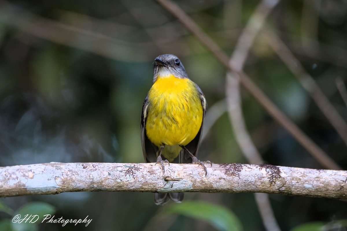Eastern Yellow Robin - ML643469350