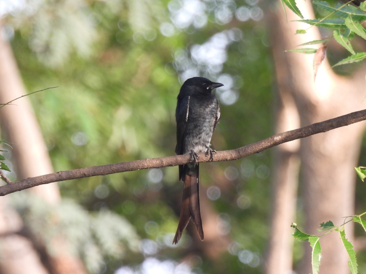 Königsdrongo - ML643469369