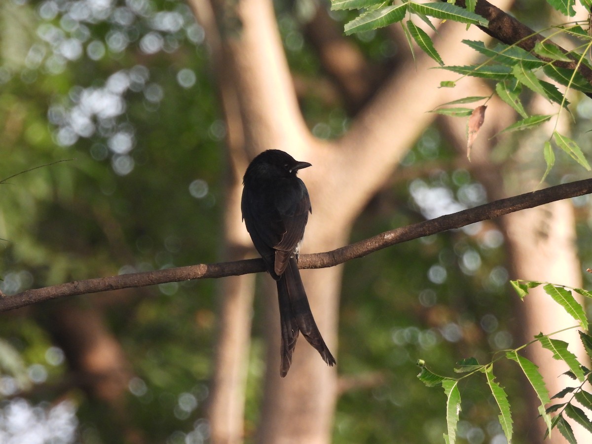 Königsdrongo - ML643469370