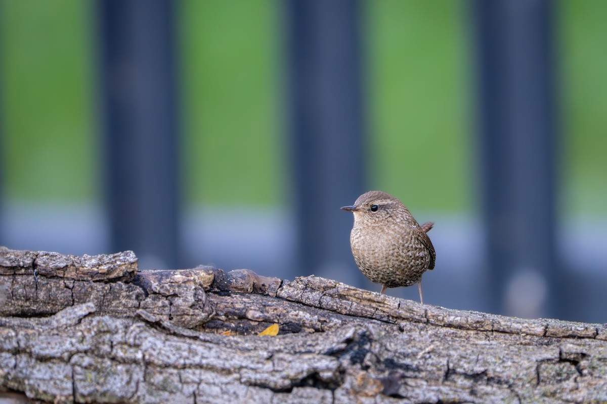 Winter Wren - ML643469371